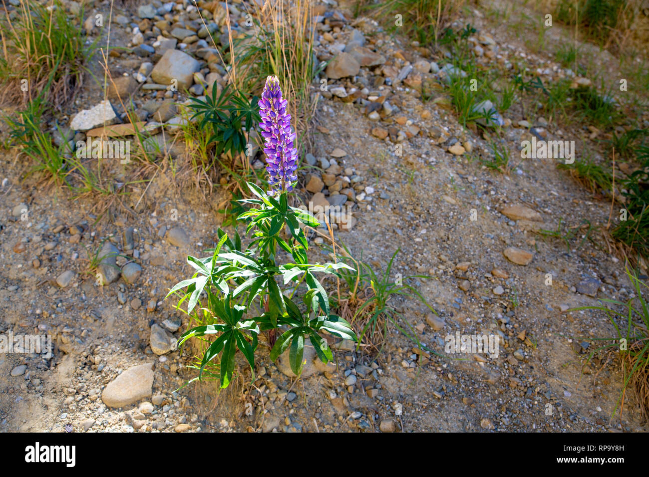 Lupin sauvage Les plantes sont une mauvaise herbe envahissante en Nouvelle-Zélande et doivent être éradiquées Banque D'Images