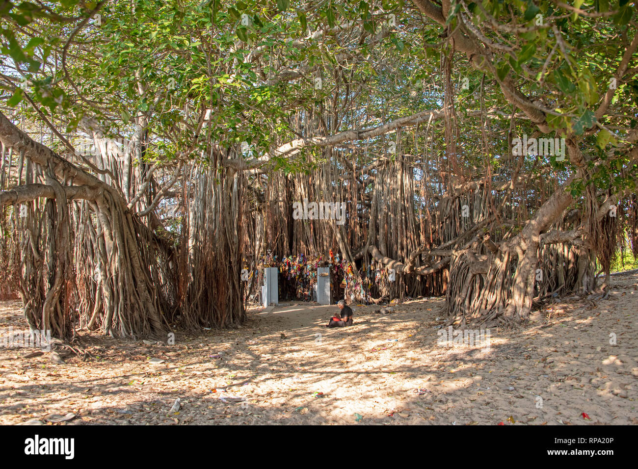 Une femme seule dans la prière à l'ombre d'un énorme arbre banyan près du Temple Shri Nambunayaki Amman au Tamil Nadu, Inde. Banque D'Images