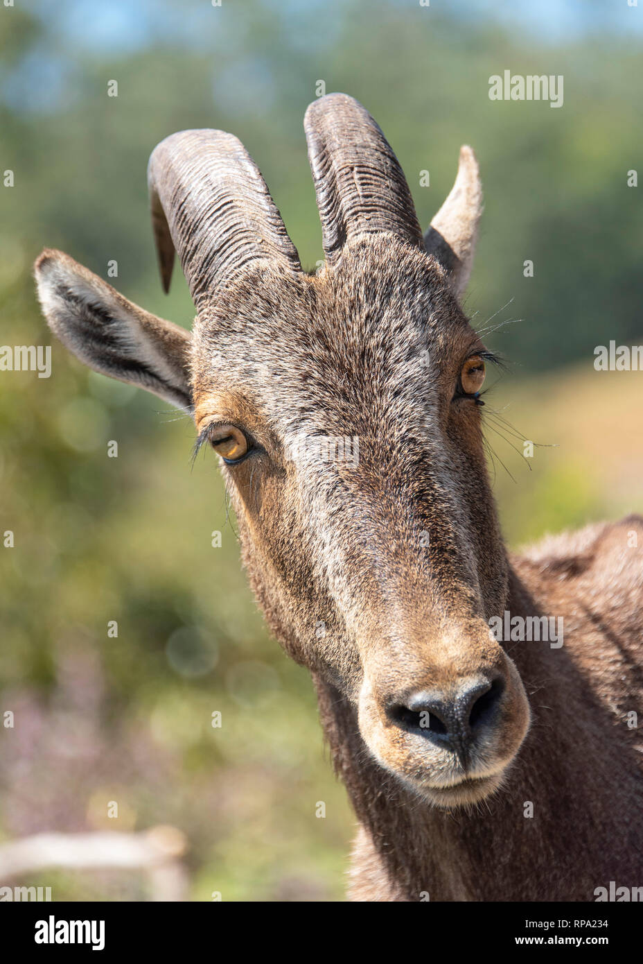 Portrait de la tête et des épaules de Nilgiri tahr (Nilgiritragus hylocrius) connu localement comme l'ibex ibex Nilgiri ou simplement dans l'Anamudi Shola Pa National Banque D'Images