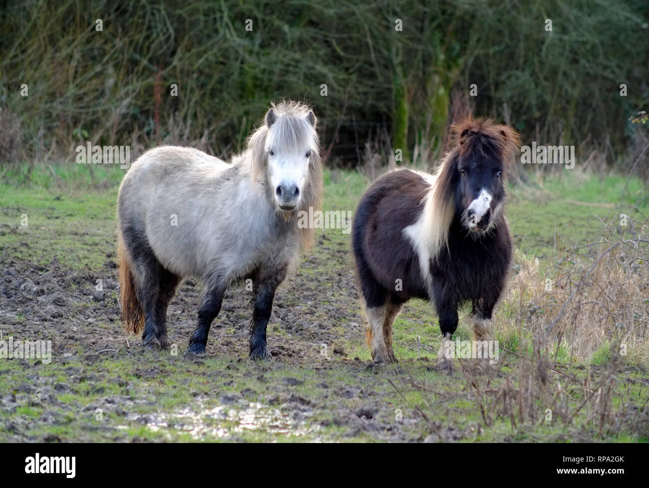 Poneys Shetland dans un champ boueux, East Sussex, UK Banque D'Images