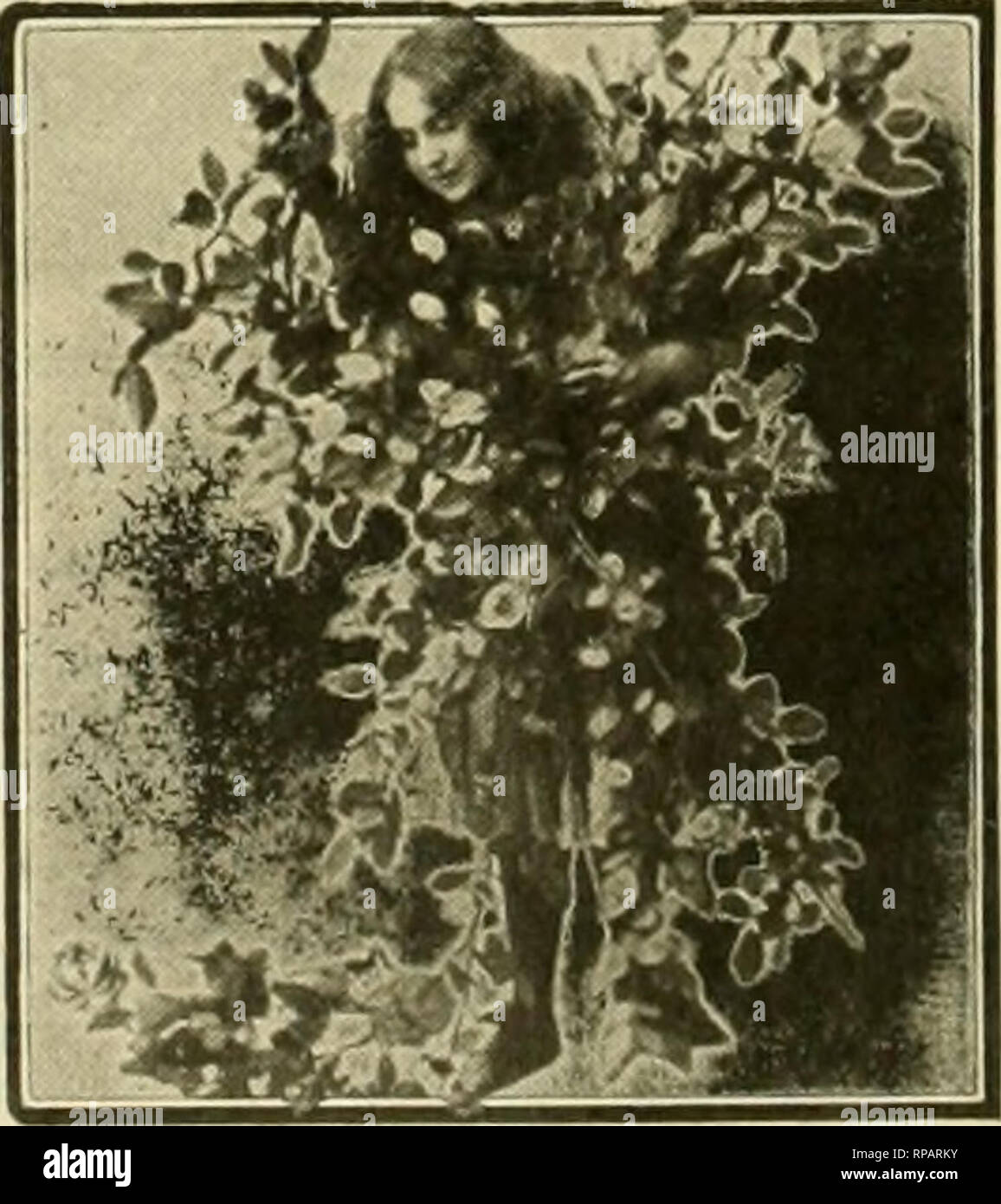 . La fleuriste américain : un journal hebdomadaire pour le commerce. La floriculture ; fleuristes. 64 L'American Fleuriste. 10 févr. 6 OFFRE SPÉCIALE sportifs des boutures. Prêt pour l'expédition. La présence d'un excédent de ces variétés fera un prix spécial lor est jours. Notre stock ia perfection et exempt de maladie. Par 100 1000 Lawion si rose 1,60 1,35 12,50 $ ; 10,00 Jooit Marquis 125 10,00 1,60 Dorothy blanc. Innocence 1-50 Blanc. Par 100 1000 160 $ 14 $ Glacier White Cloud. 1,25 10,00 Flora Hill. 1.35 lOOO écarlate. Crane- 150 14,00 Variegated. Favoriser la prospérité... PAtliniac 12,00 1,50 franges double. RvlUIIIOOi nouveautés 10 fr Banque D'Images