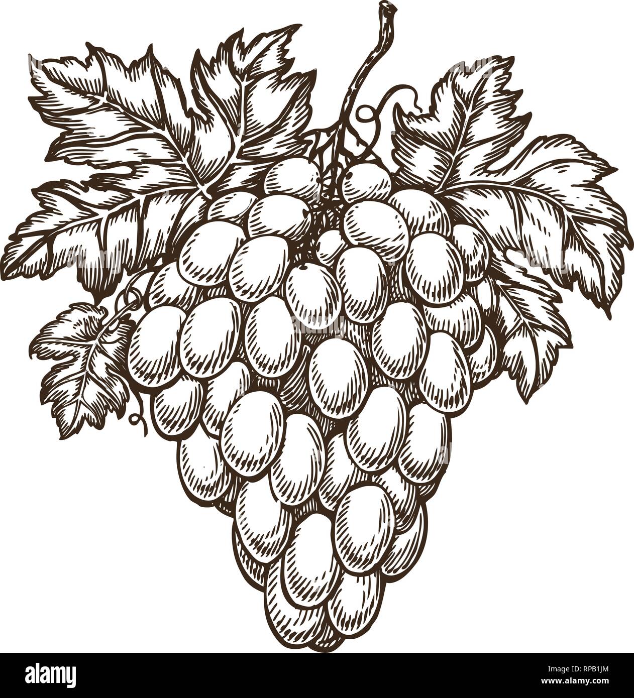 Direction générale de raisins tirés avec des feuilles. Vignoble, chais, les croquis. Vintage vector illustration Illustration de Vecteur