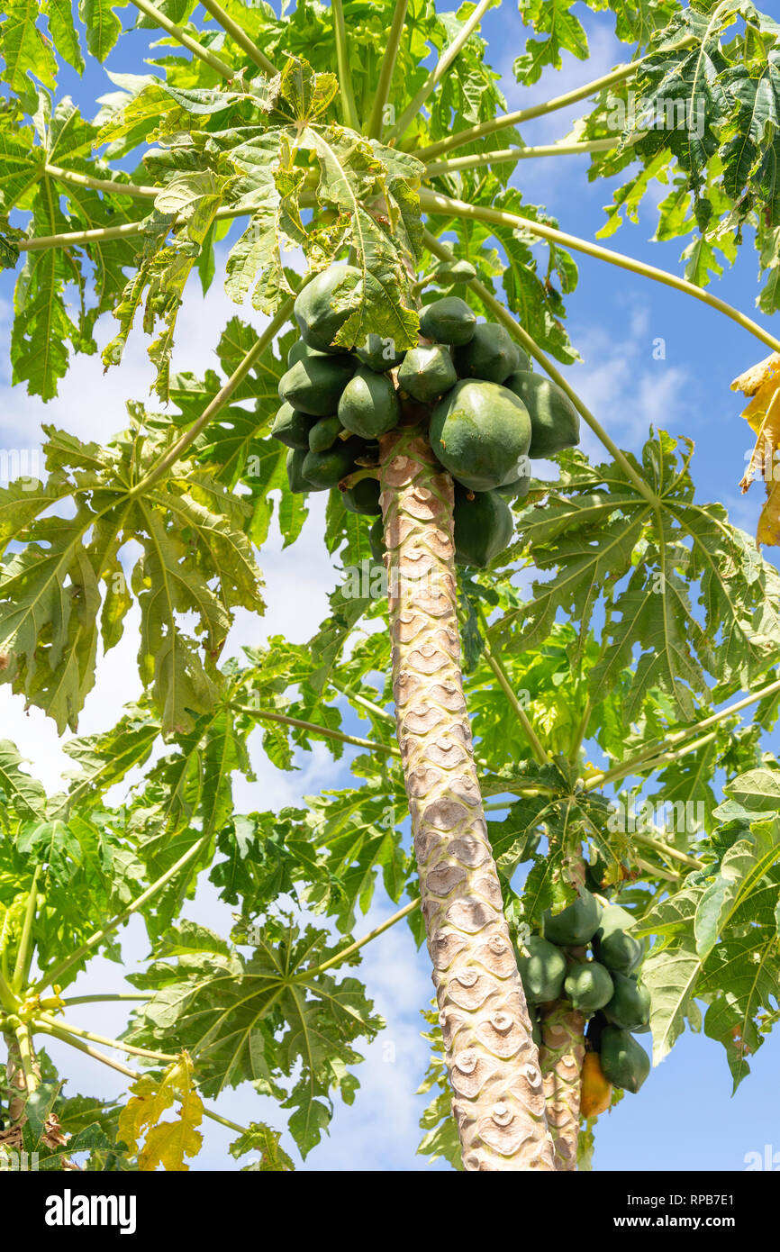 Papayer (Carica papaya), St.George's, Grenade, Lesser Antilles, Caribbean Banque D'Images