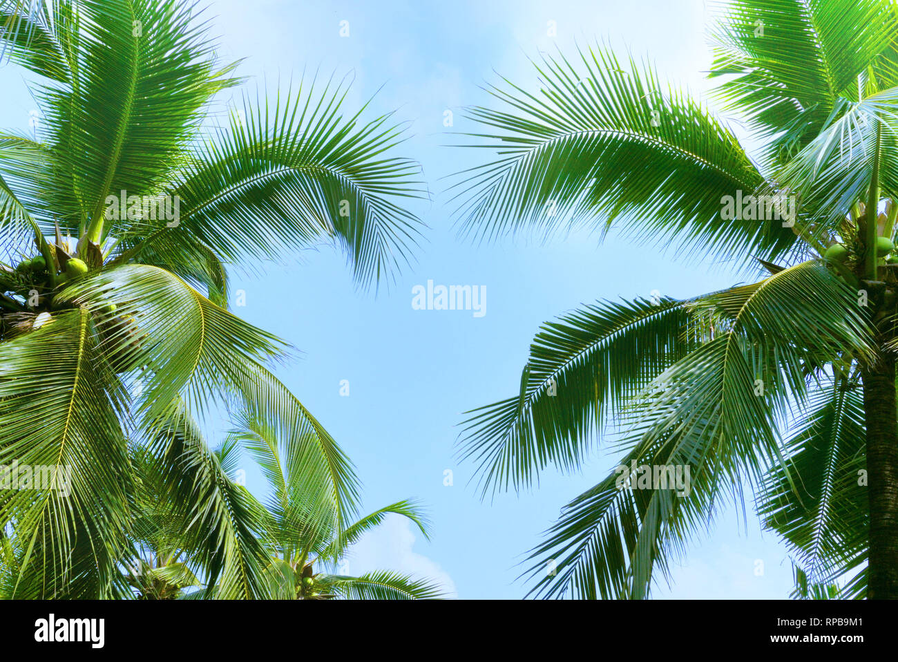 Vintage des feuilles de cocotier et le fond de ciel,thème d'été. Banque D'Images