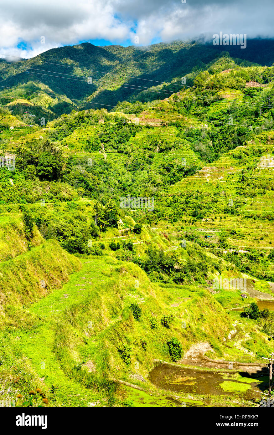 Les terrasses de riz de Banaue - le nord de Luzon, l'UNESCO patrimoine mondial en Philippines. Banque D'Images