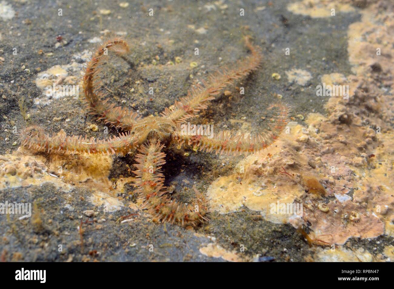 Star fragile commun (Ophiothrix fragilis) se déplacer sur un étage d'un rockpool incrustés d'algue rouge faible sur un rivage rocailleux, près de Falmouth, Cornwall, UK, Banque D'Images