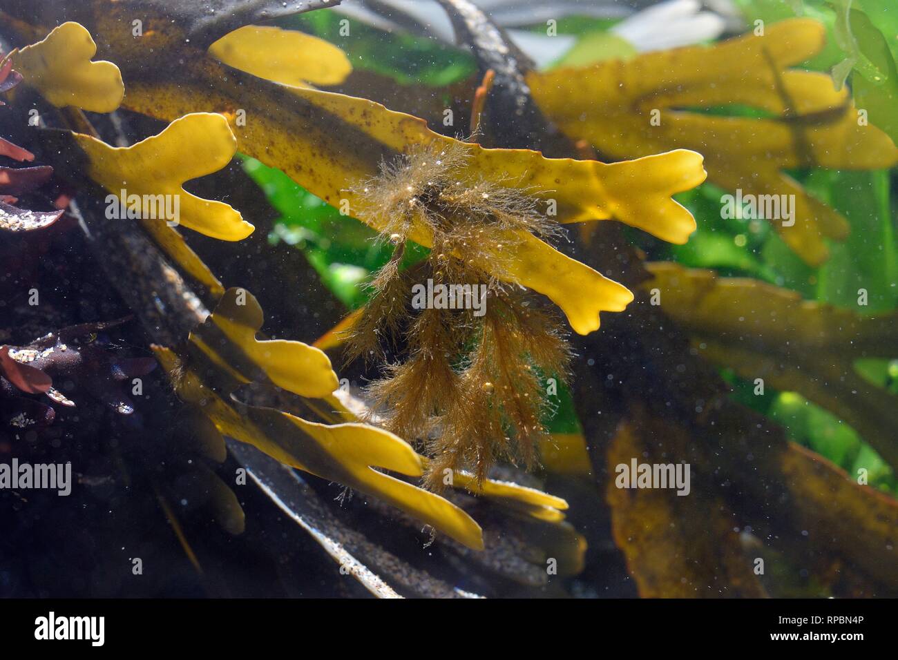 Sentir la mer ou la Pylaie (Pylaiella littoralis filaments bruns) une algue filamenteuse épiphytes poussant sur un frondes de crémaillère (Fucus serratus). Banque D'Images