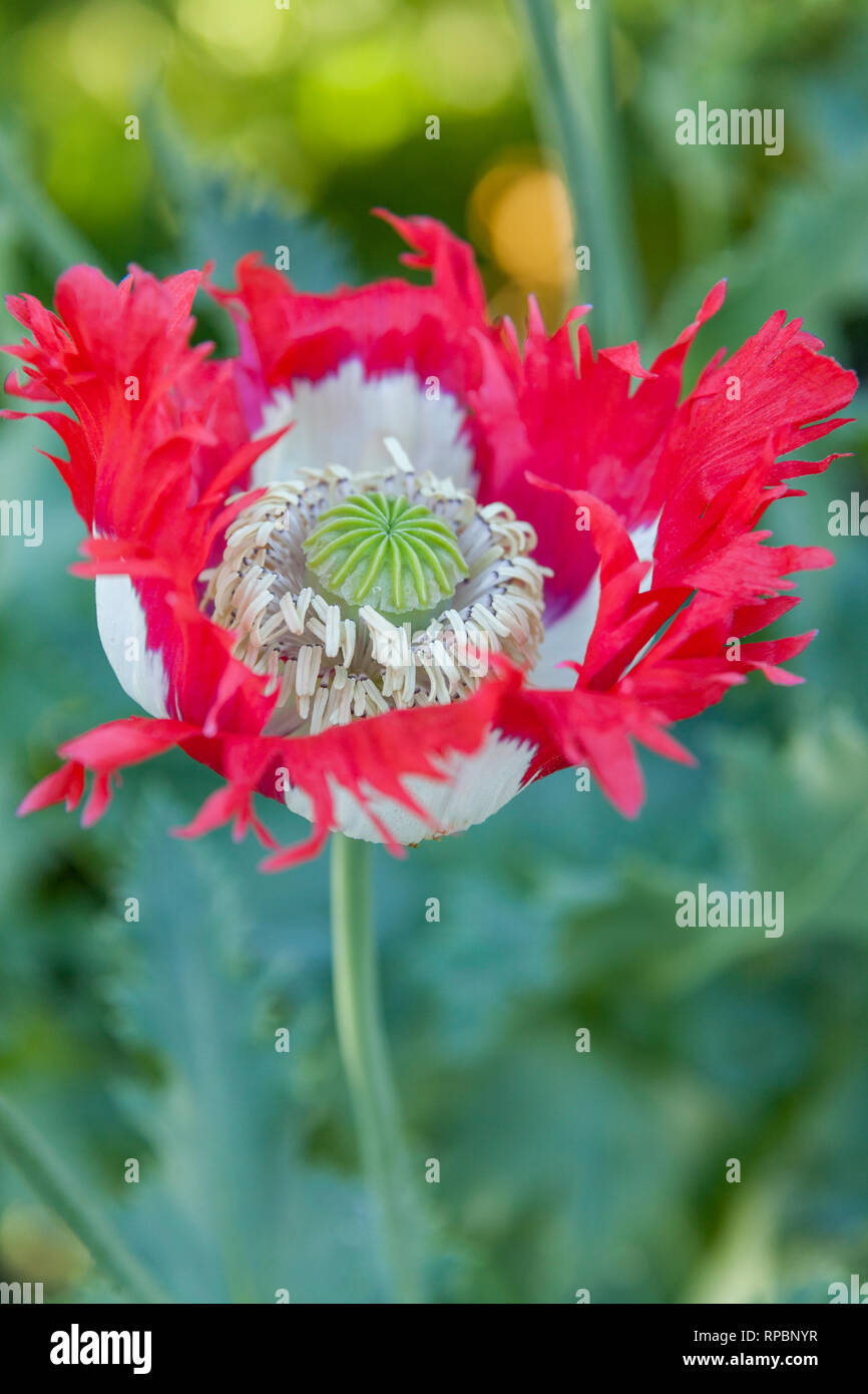 Le pavot à opium, Papaver somniferum en fleur Banque D'Images