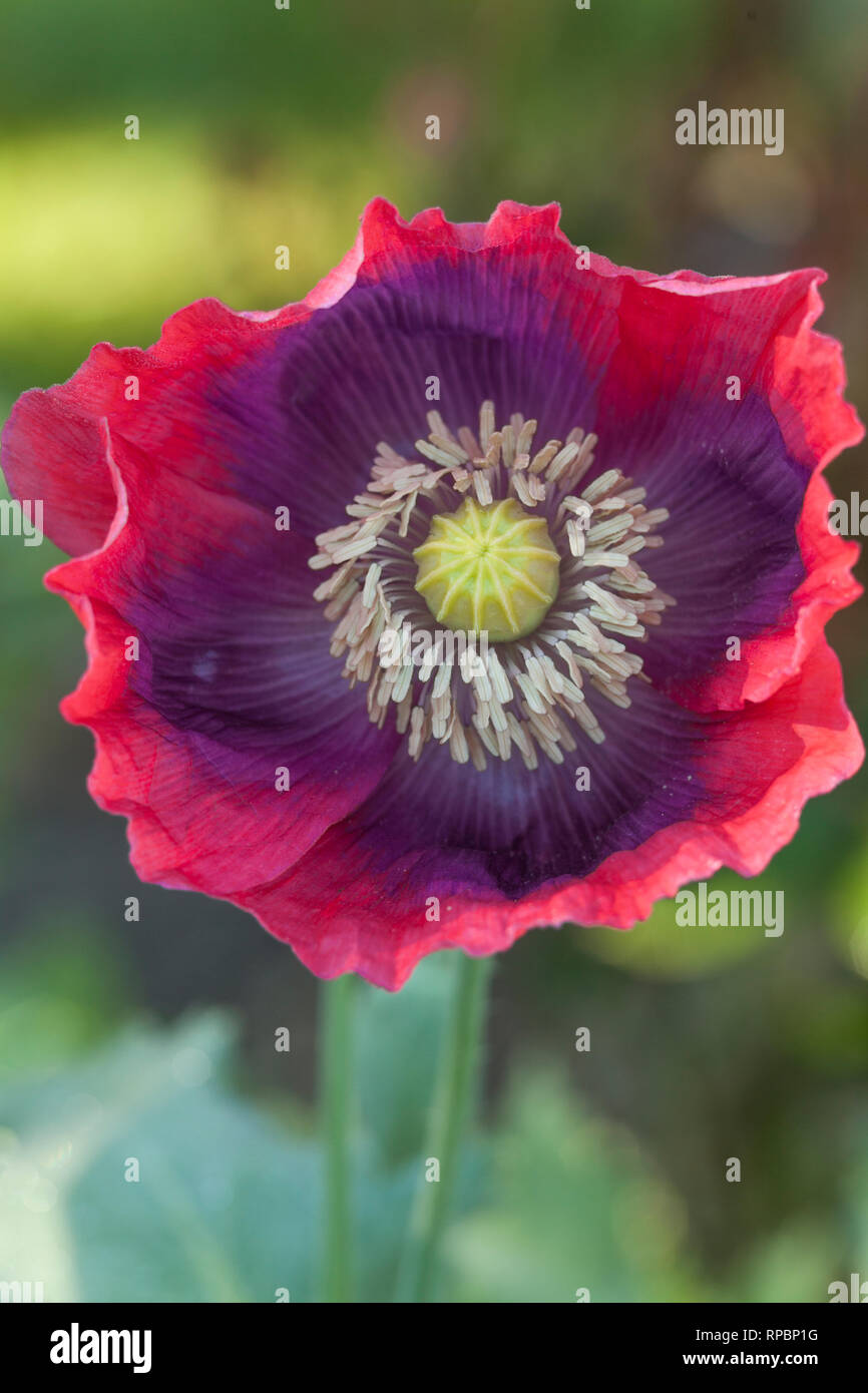 Le pavot à opium, Papaver somniferum en fleur Banque D'Images