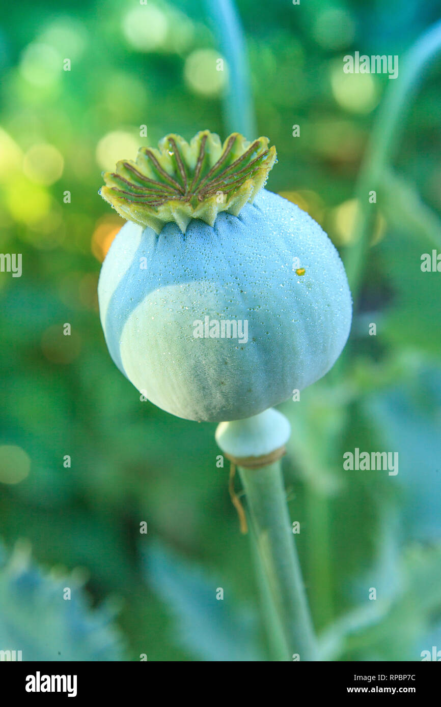 Le pavot à opium, Papaver somniferum, capsule après floraison Banque D'Images