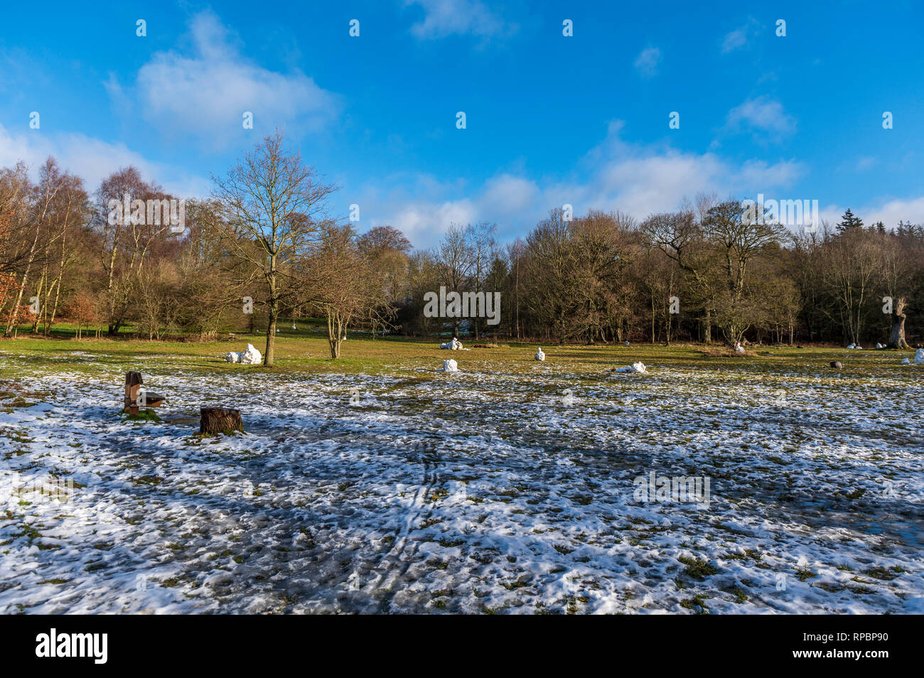 Bolam Lake Country Park, Northumberland, Angleterre Banque D'Images