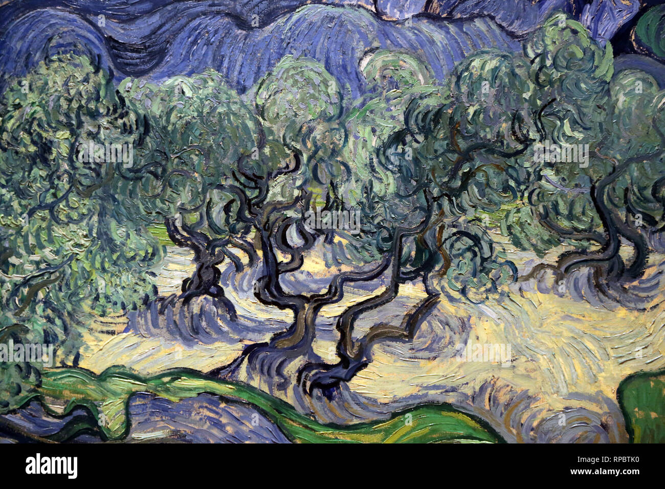 Les Oliviers. Par Vincent Van Gogh, 1889. Moma. Ny, USA. Banque D'Images