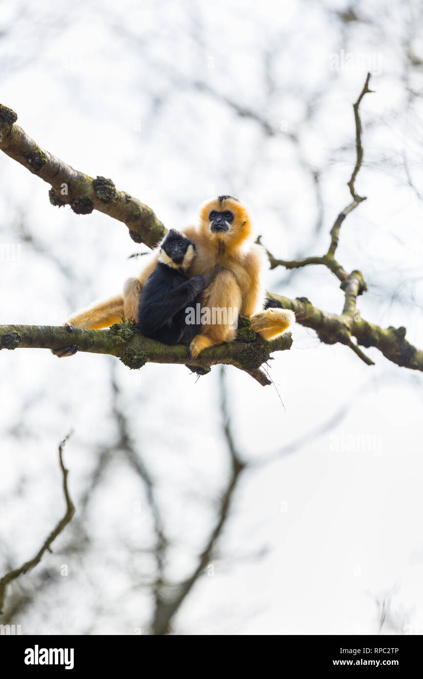 Gibbon à crête noire (Nomascus concolor) Banque D'Images