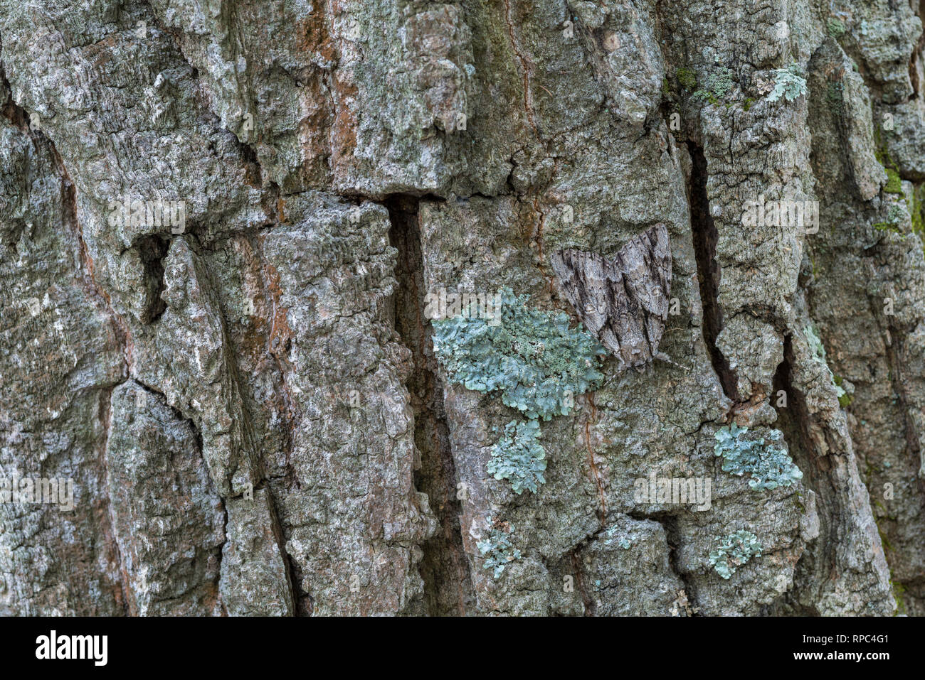 La paruline à croupion jaune (veuve vidua) repos adultes la tête en bas sur le tronc du chêne. Préserver la nature Run Reed, comté de Lancaster, PA, l'été Banque D'Images