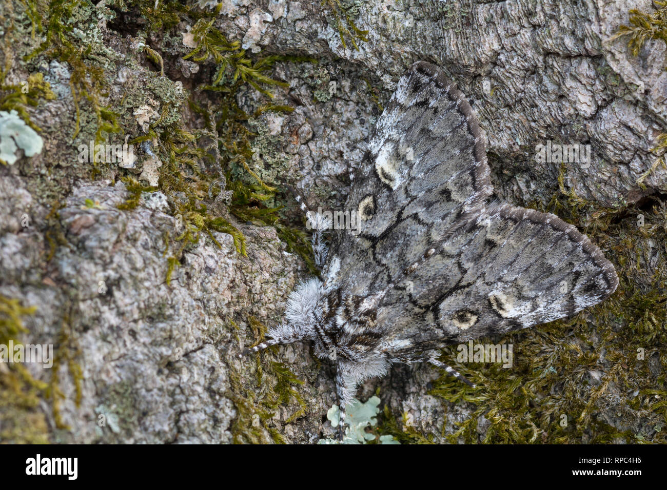 Le Rire (Charadra deridens) papillon adulte assis sur chêne. Préserver la nature Run Reed, Lancaster, PA, juin. Banque D'Images
