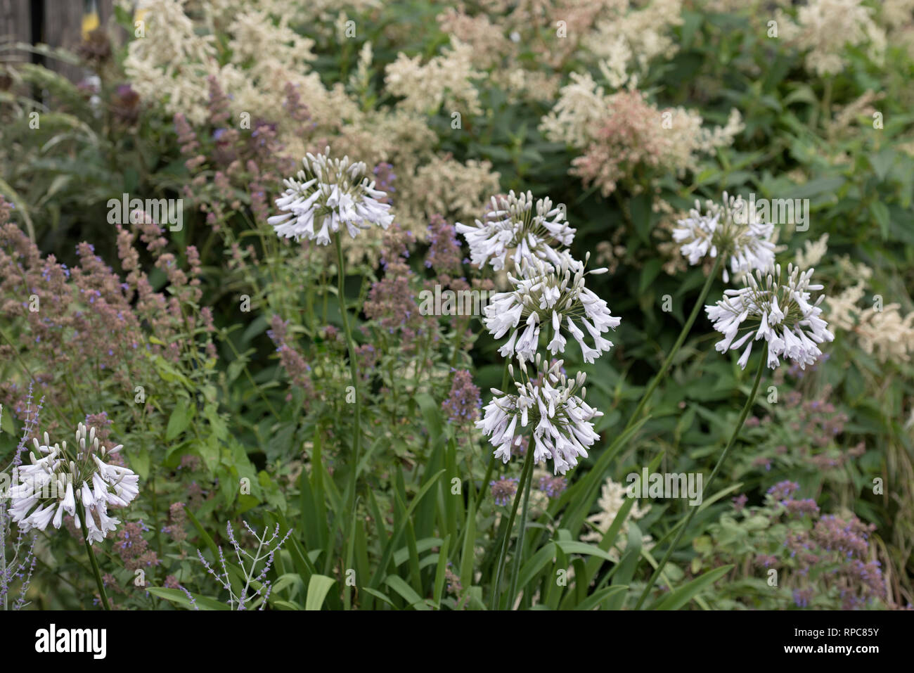 AGAPANTHUS WINDSOR GRAY Banque D'Images