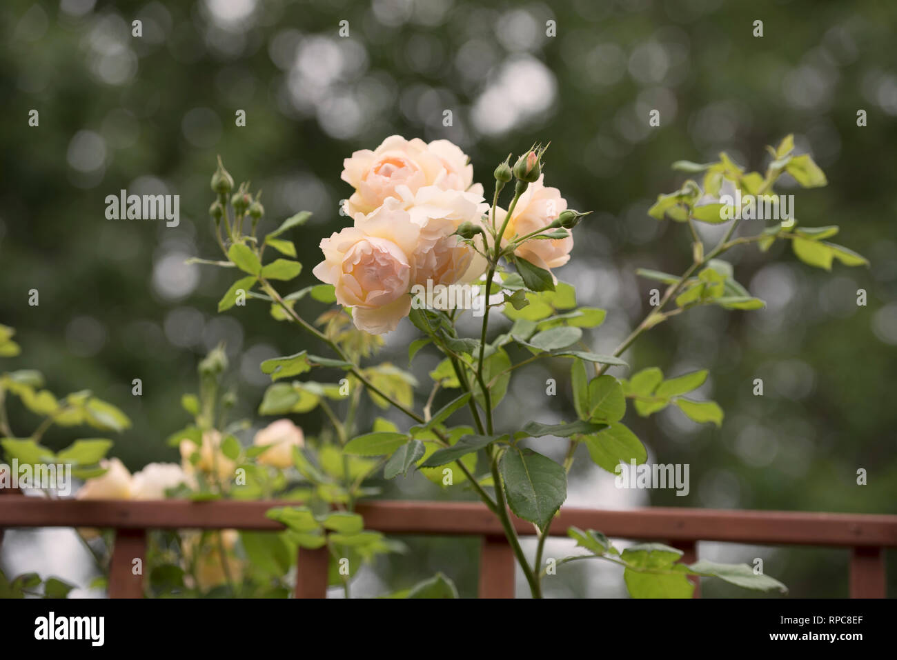 ROSA WOLLERTON OLD HALL Banque D'Images