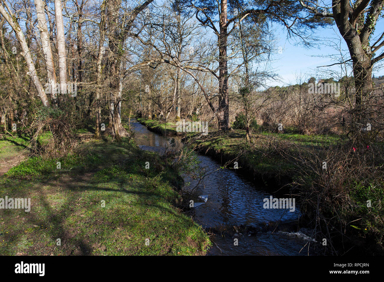Avon de jets d'eau à restaurer les forêts et taillis à côté de Wootton Enceinte Parc national New Forest Hampshire England UK Avril 2016 Banque D'Images