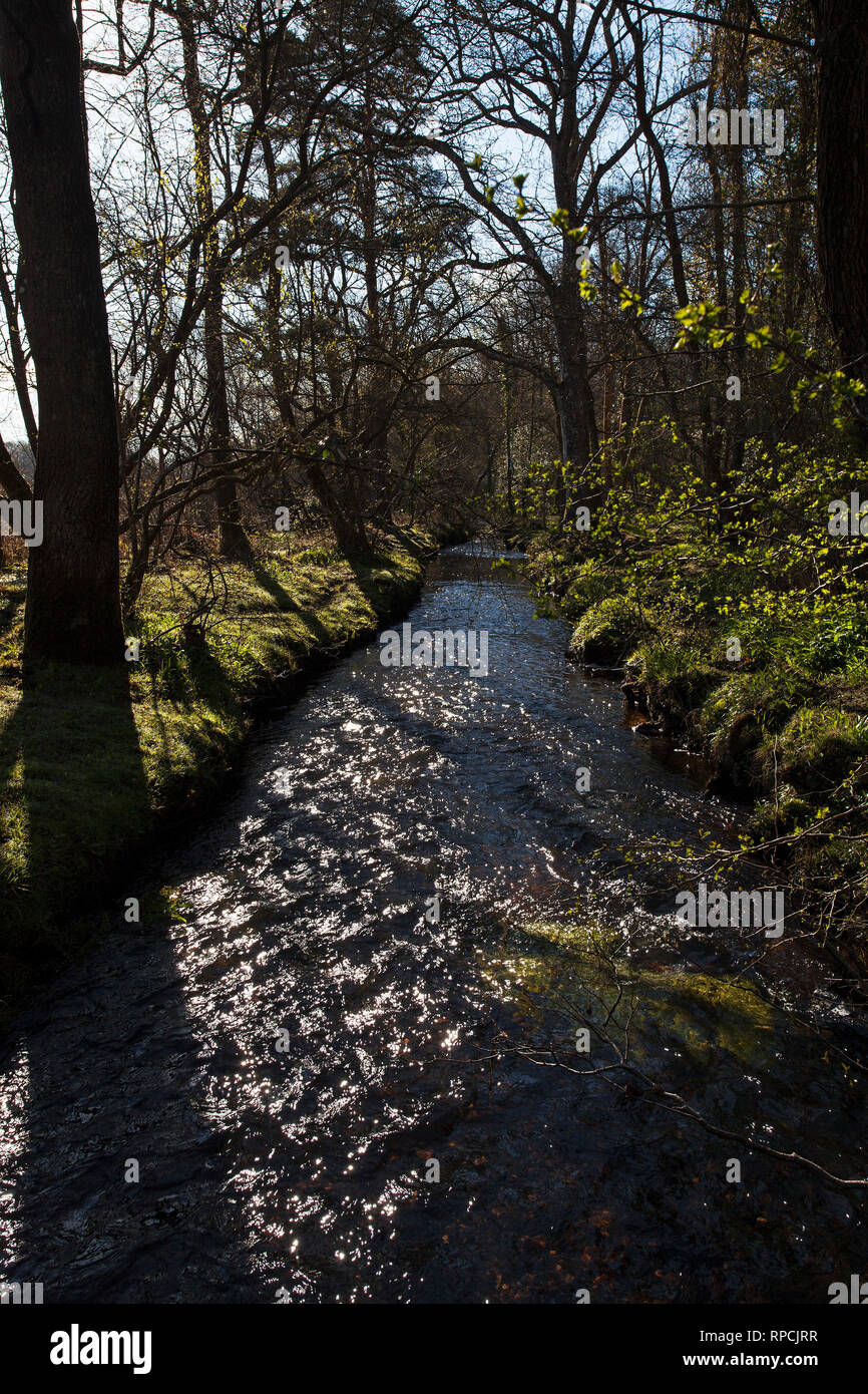 Avon de jets d'eau à restaurer les forêts et taillis à côté de Wootton Enceinte Parc national New Forest Hampshire England UK Avril 2016 Banque D'Images