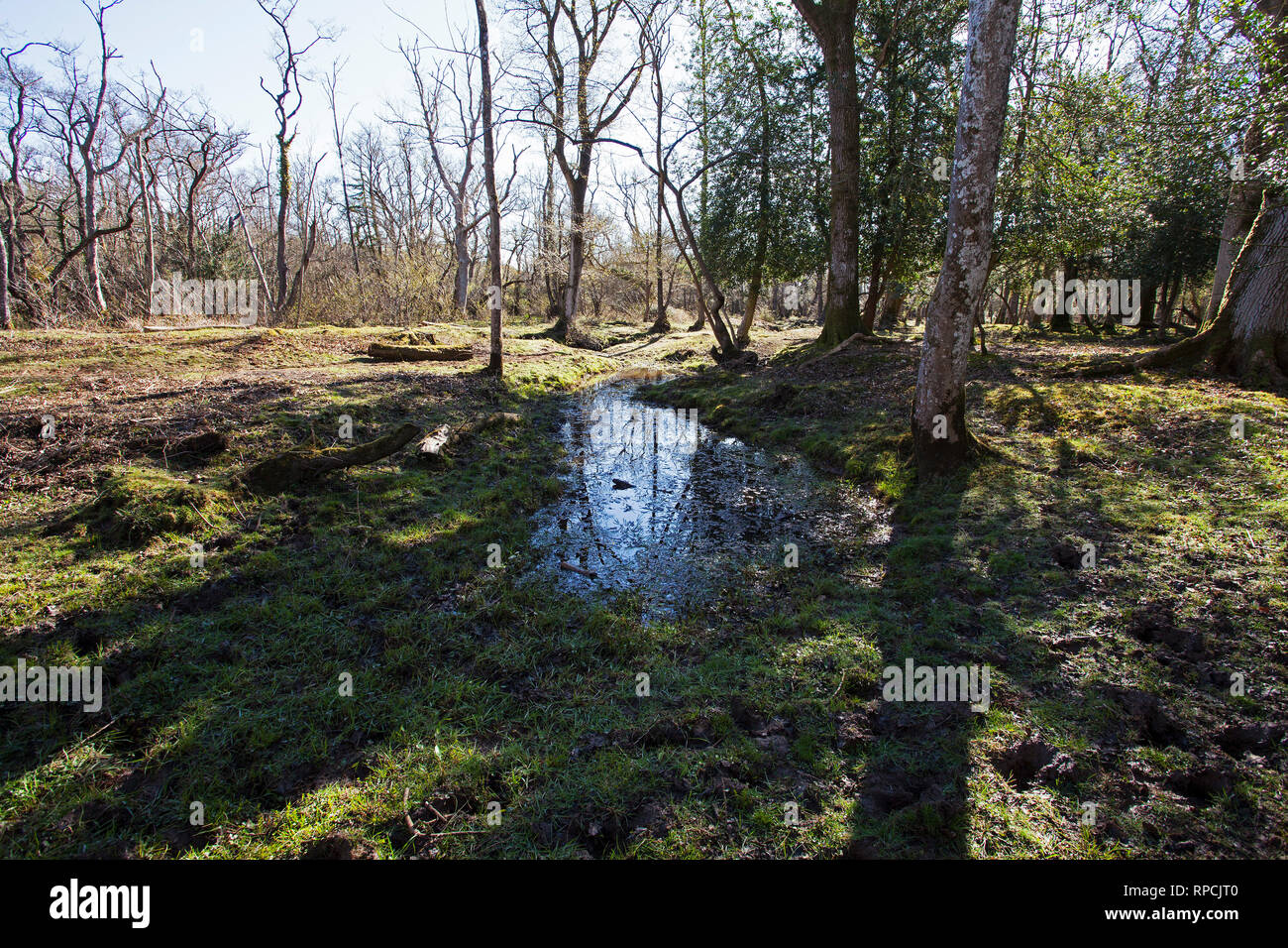 Zone d'eau Avon à restaurer les forêts et taillis à côté de Wootton Enceinte Parc national New Forest Hampshire England UK Avril 2016 Banque D'Images