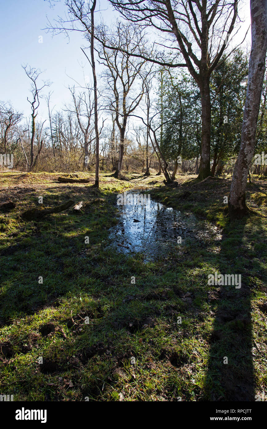 Zone d'eau Avon à restaurer les forêts et taillis à côté de Wootton Enceinte Parc national New Forest Hampshire England UK Avril 2016 Banque D'Images