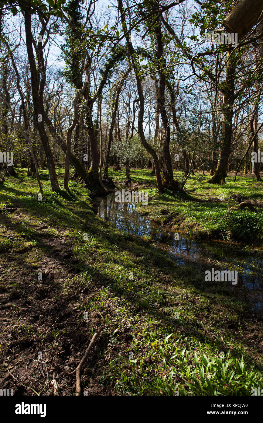Zone d'eau Avon à restaurer les forêts et taillis à côté de Wootton Enceinte Parc national New Forest Hampshire England UK Avril 2016 Banque D'Images