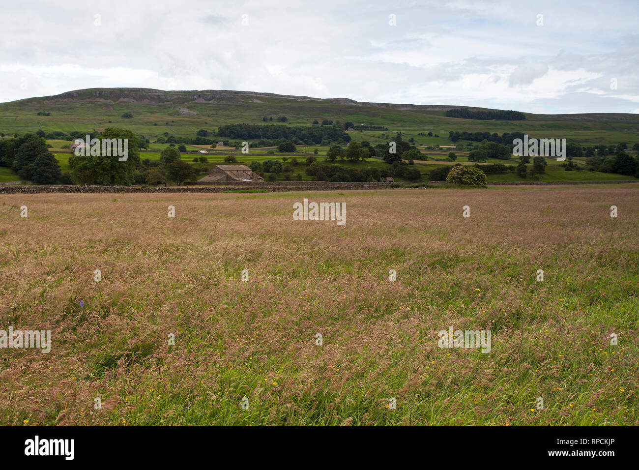 Ancienne grange en pierre et de prairies Askrigg Askrigg Meadow fond Wensleydale Parc National des Yorkshire Dales Yorkshire Angleterre Royaume-uni Juillet 2016 Banque D'Images