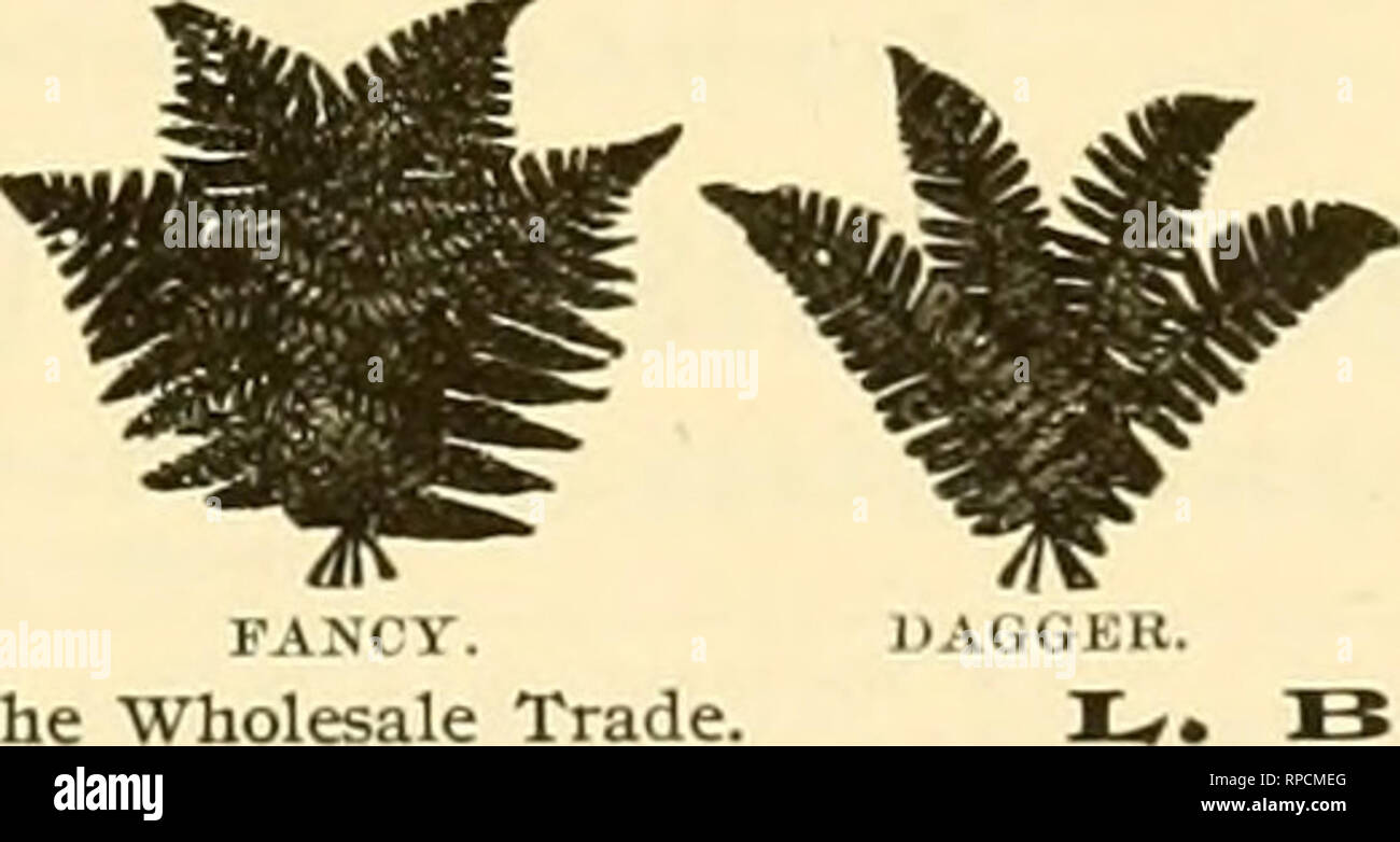 . La fleuriste américain : un journal hebdomadaire pour le commerce. La floriculture ; fleuristes. Siebrecht&amp;Wadley, b.qzi-ci pépinières, New Rochelle, N. Y. Palmiers, orchidées, roses, des cannes de DRACAENA maintenant prêt. Mentionner American Fleuriste. Des orchidées^^'h Le commerce à l'avant 1-cinds pour pxarposes de fleurs coupées. I. FORSTERMAN, NEWTOWN, I.. I., N. Y. ORCHIDÉES NOTRE SPÉCIALITÉ. La meilleure et plus grande bourse au monde. Nouvelle &AMP ; feuillage Rare &AMP ; plantes à fleurs. Un urantl sélection pour cuisinière. Émissions et Con- servatory SANDER, St Albans, en Angleterre. M. A. Notre Dlmmock plonwed sera d'Interviewer buvers ou répondre Banque D'Images