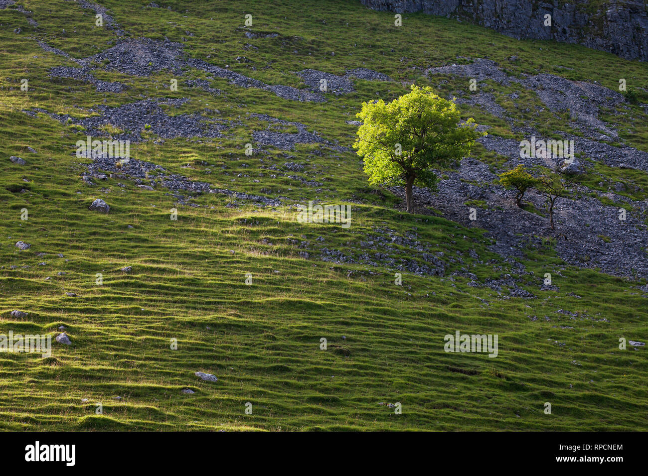 Frêne Fraxinus excelsior sur éboulis au-dessus Gordale Scar dans la lumière de fin de soirée près de Malham Parc National des Yorkshire Dales Yorkshire Angleterre Royaume-uni juillet 201 Banque D'Images
