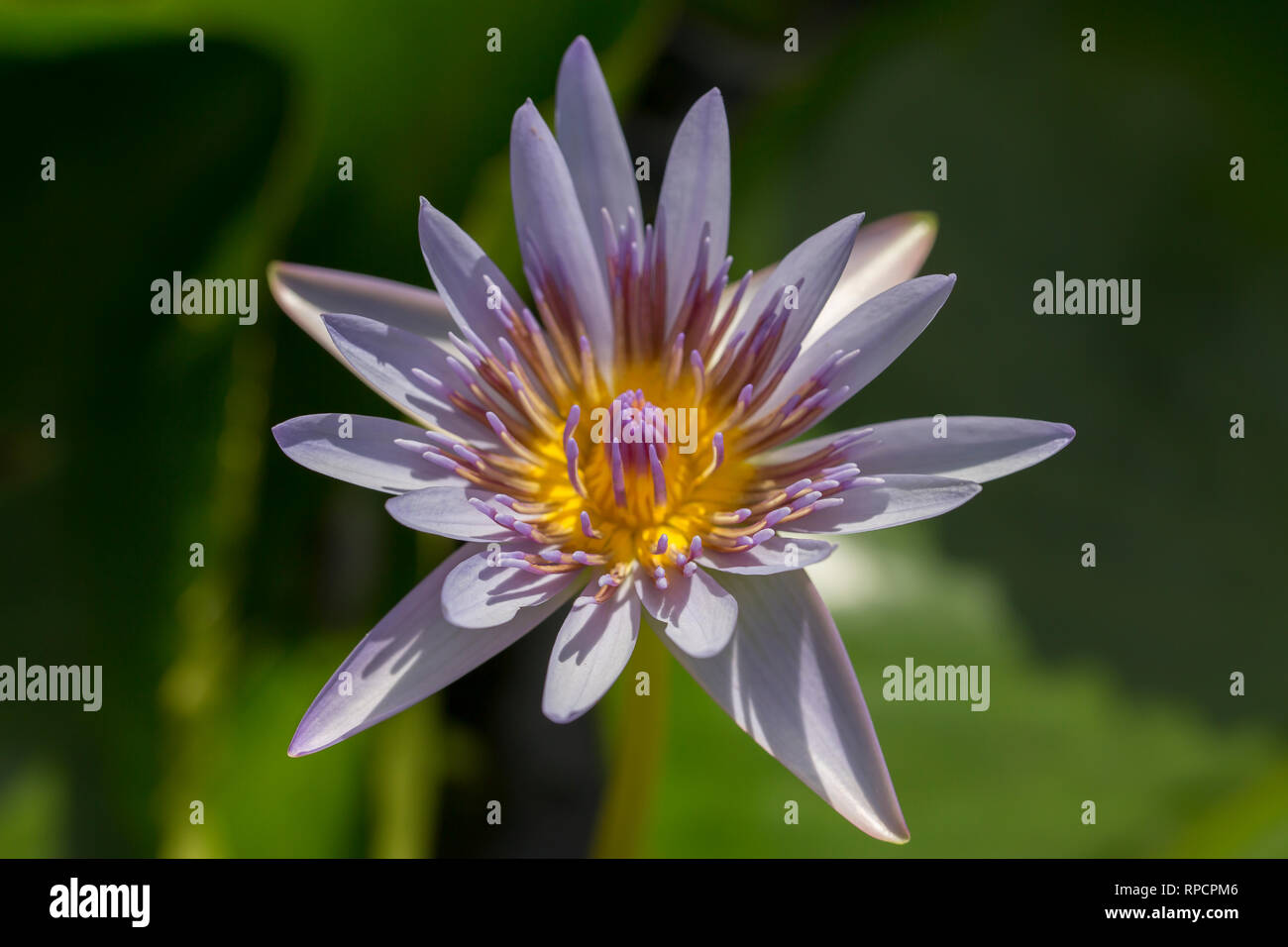 Fleurs de la Caraïbes Banque D'Images