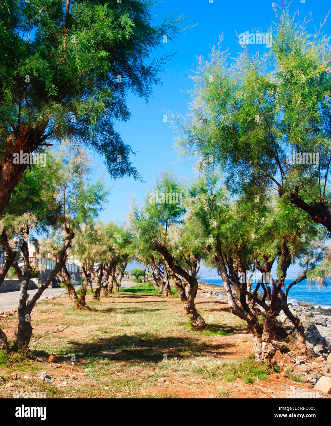 Côte rocheuses et sablonneuses de Sisi en Crète en Grèce avec les arbres situés à côté de lui Banque D'Images