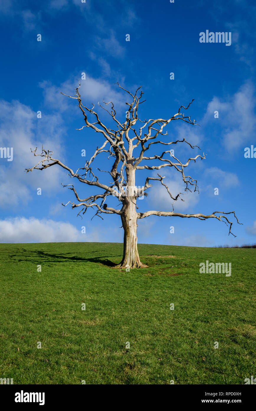Arbre mort foudre dans un champ en Bretagne . Banque D'Images