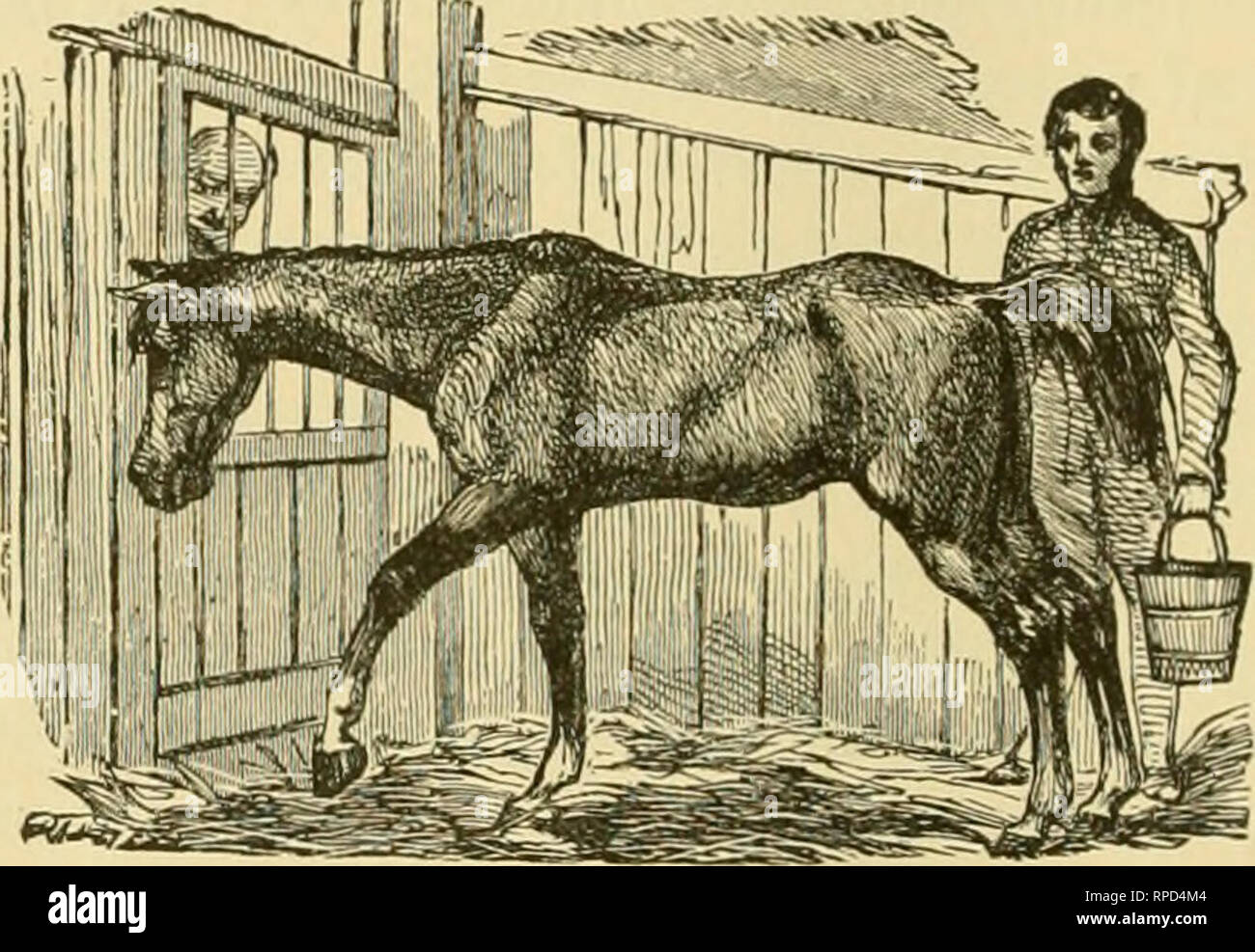 . L'agriculteur américain's pictorial cyclopedia de live stock ... L'élevage, la médecine vétérinaire. 466 L'agriculteur américain S STOCK LIVRE. la gorge des animaux avec de l'eau de la bouteille. En l'absence de ce recours aux œufs, huiles, lait, poudre de charbon, ou l)lire l'argile. De l'aloès dans de grandes doses sont toxiques. Elle produit une superpur diarrho-et- gation ; sécheresse de la bouche ; le bâillement et l'effort ; ([uick, pouls dur, peu à peu devenir imperceptible ; injecté les muqueuses memln-anes ; et, parfois, de l'irritation des reins. Poudre de donner, dans la moitié ipecacuanha drachm doses, toutes les heures de l'amidon ; grue Banque D'Images