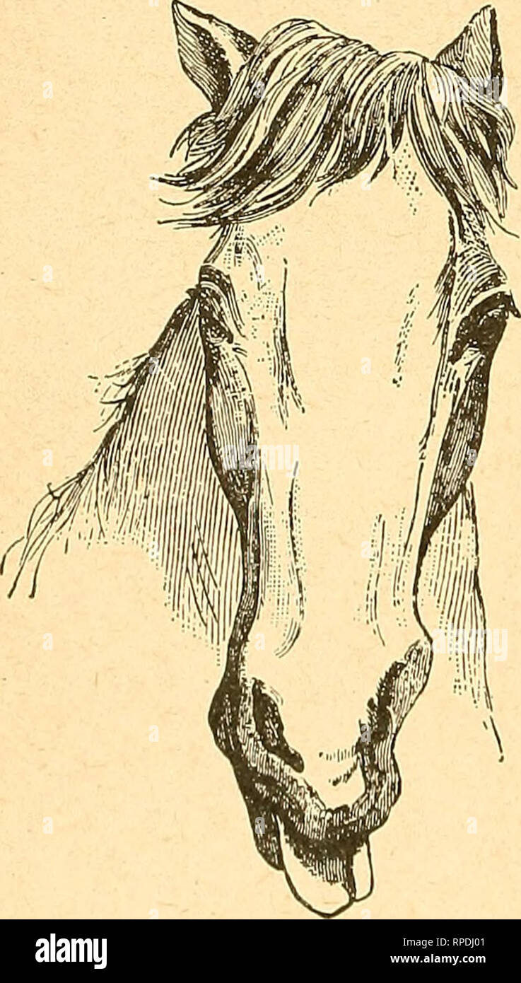 . L'agriculteur américain's horse livre ; une illustration de la cyclopaedia faits concernant les races de premier ... Les chevaux. 454 L'agriculteur américain S HORSE LIVRE. os cassés sur la moelle épinière, et de cette façon produire pural^^sis. Symptômes.-Lorsque résultant de la maladie, la paralysie est plutôt susceptible d'être général ; mais dans de nombreux cas, les postérieurs seulement sont touchées, l'animal d'être capable de se tenir sur ses jambes avant tout droit, tandis que les parties postérieures sont inutiles. Lorsqu'en raison d'une blessure, les symptômes varient en fonction de l'endroit où le préjudice est situé. S'il est inférieur à la moitié du cou et abov Banque D'Images