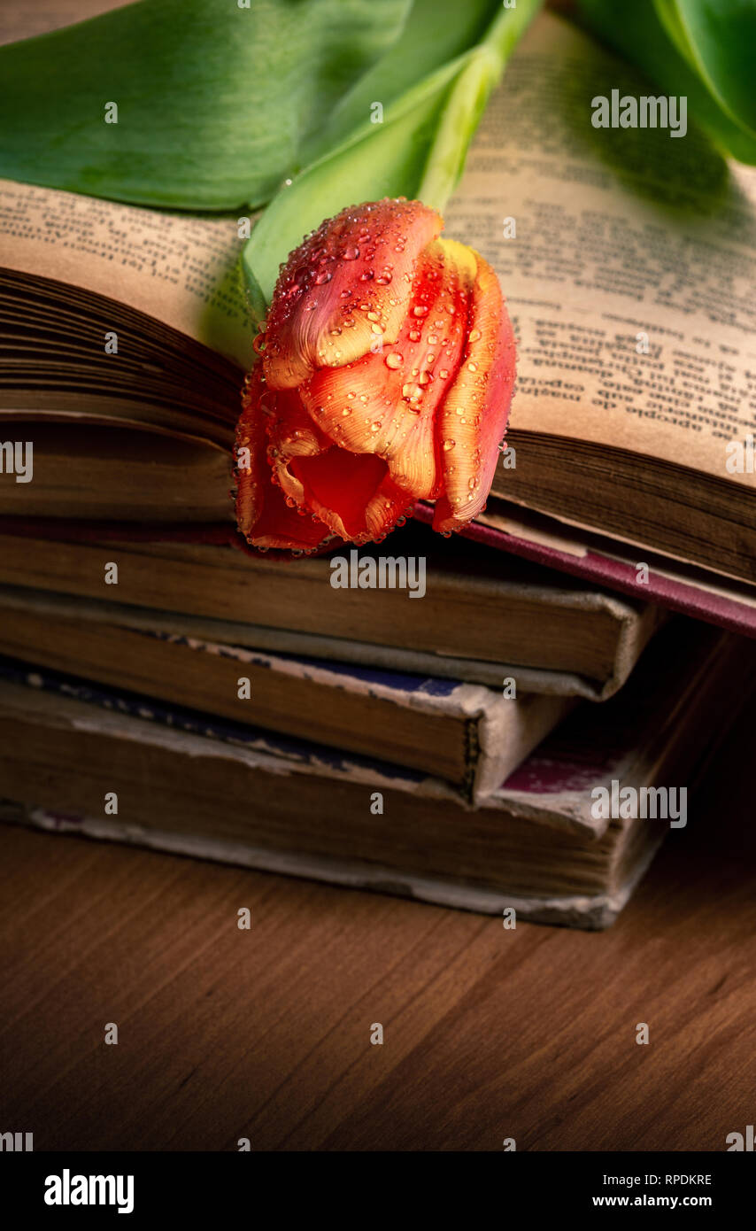La tulipe rouge sur les livres anciens Banque D'Images