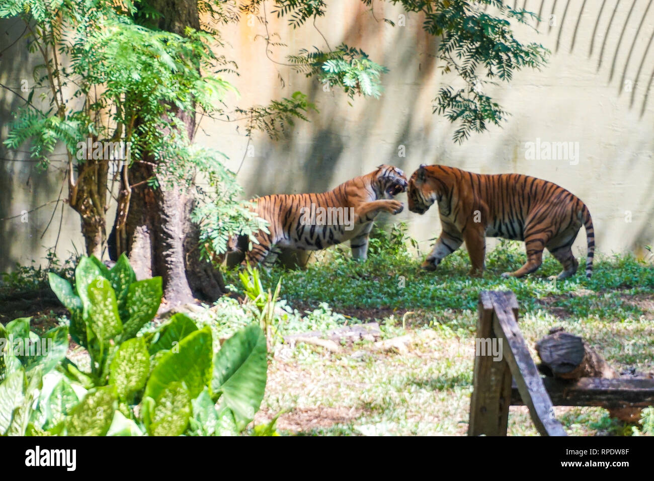 Le tigre de Malaisie (Panthera tigris tigris) est une population de tigres dans la péninsule de Malaisie Banque D'Images