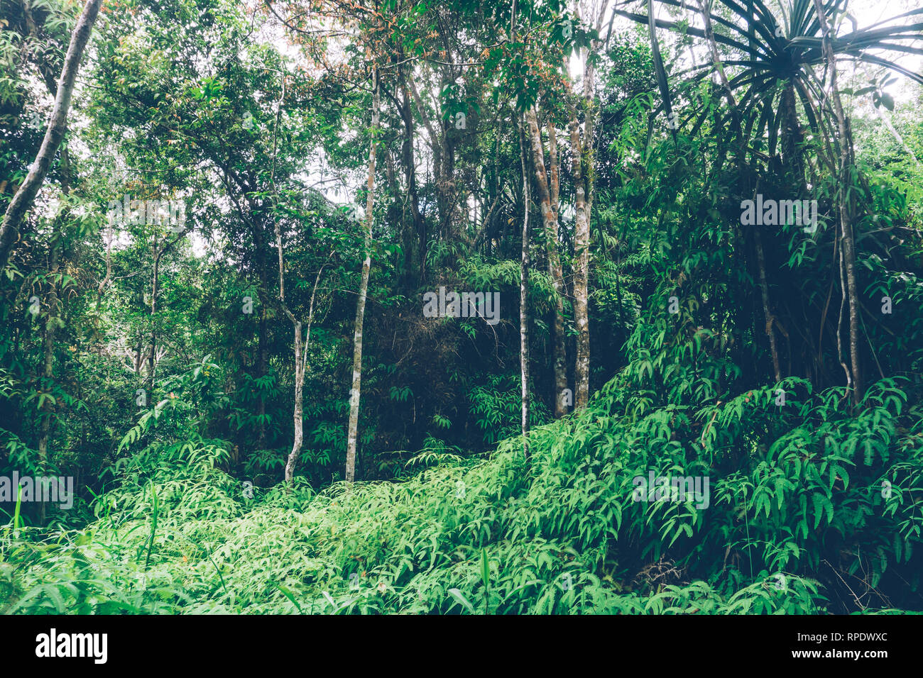 Jungle tropicale. La Thaïlande, en Asie du sud-est. La forêt tropicale. Palmiers bananiers. Vue paysage. Banque D'Images