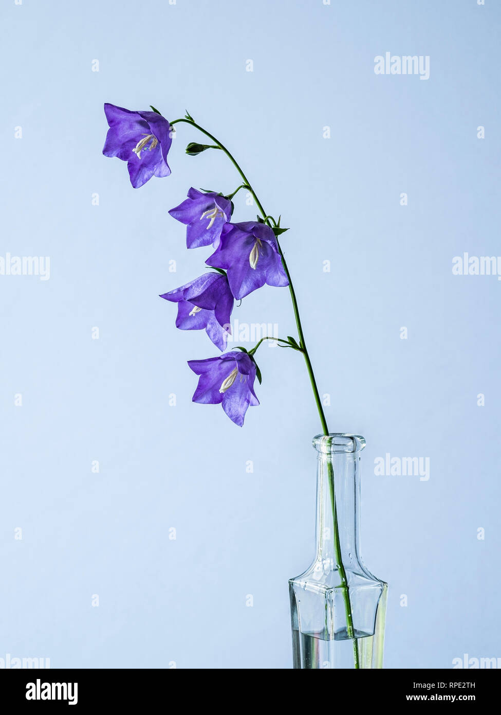 Campanula still life seule fleur en bouteille Banque D'Images