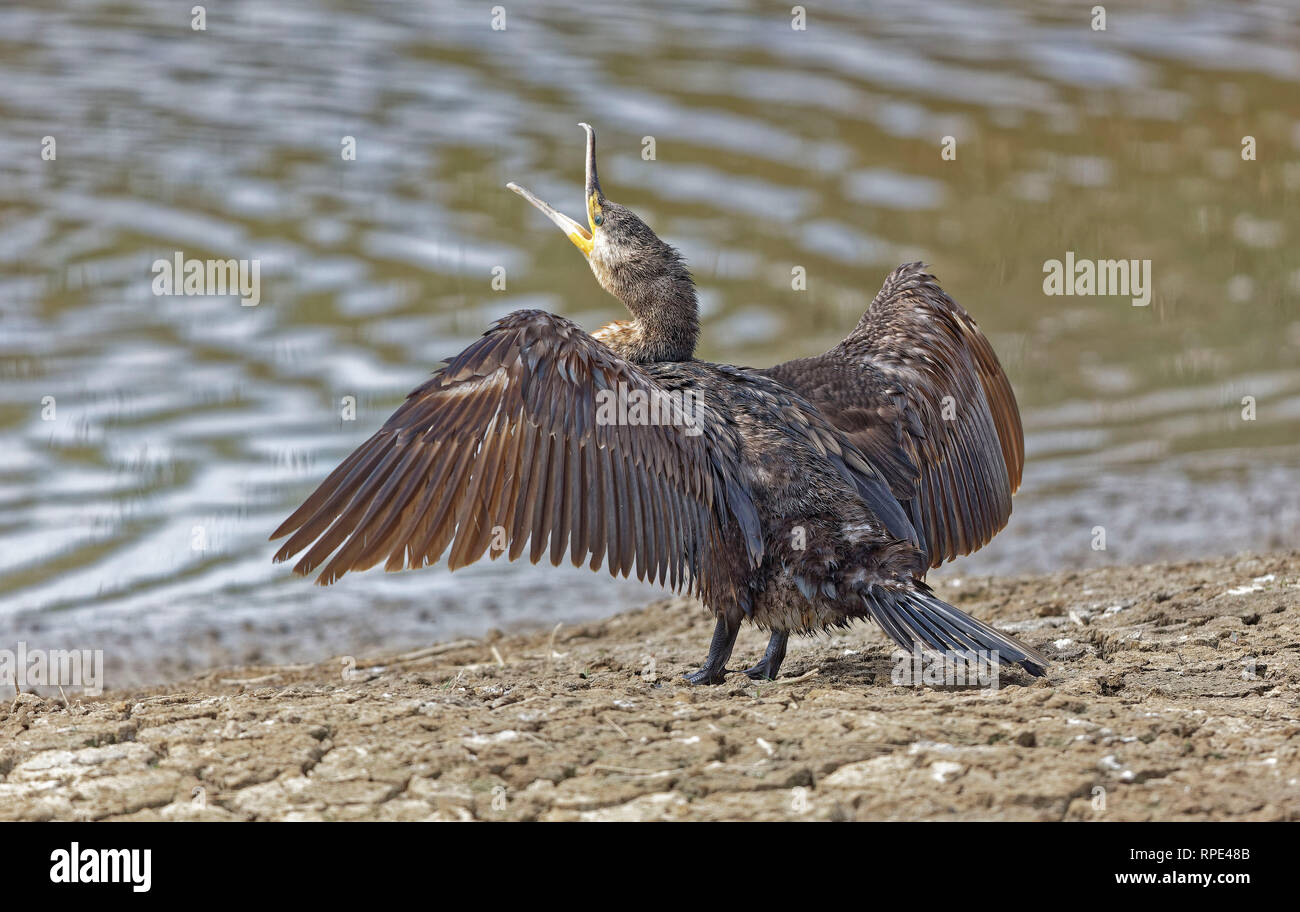 41059, Phalacrocorax carbo, cormoran Banque D'Images