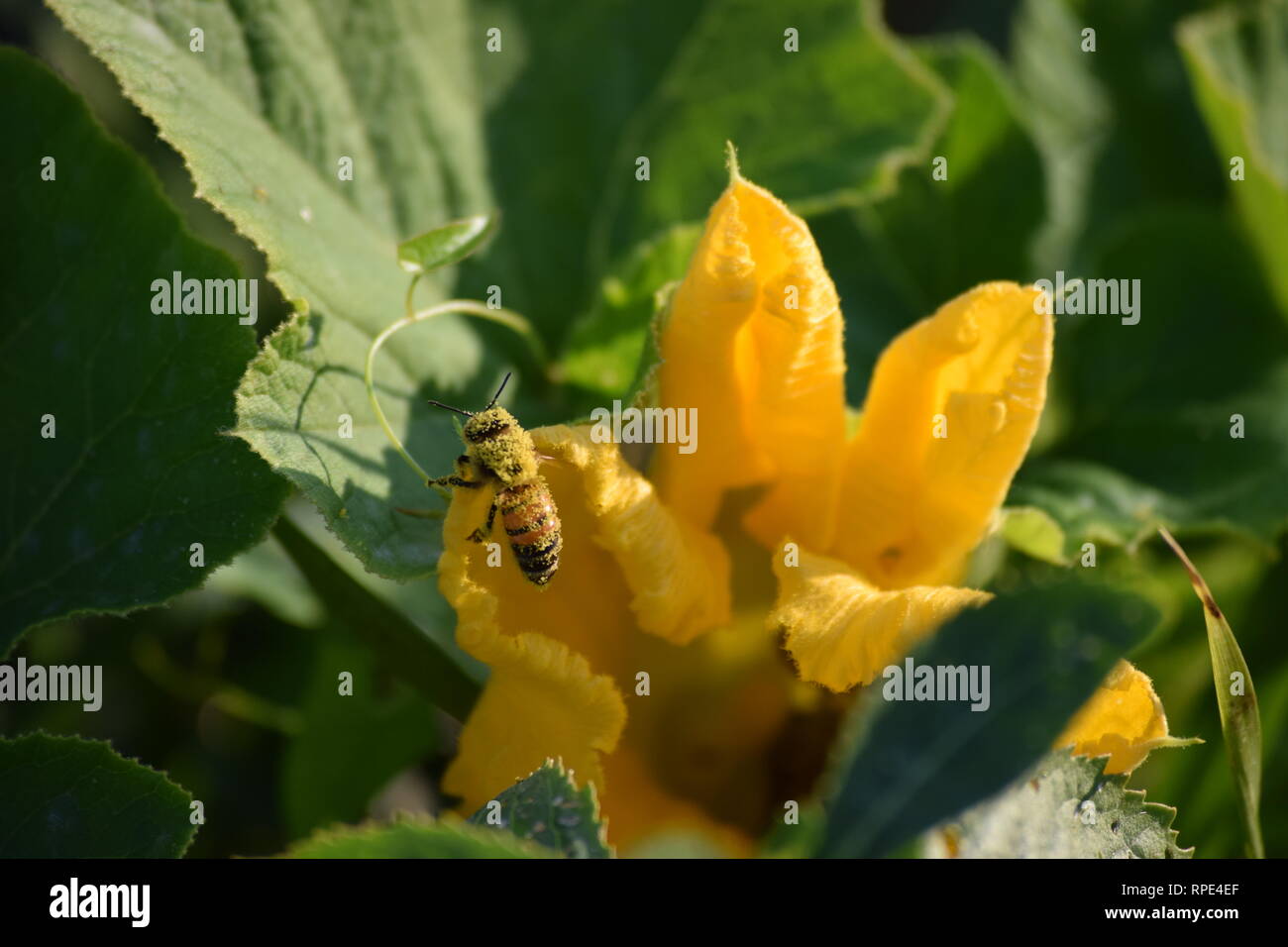 Abeille de laine se bat par du pollen Banque D'Images