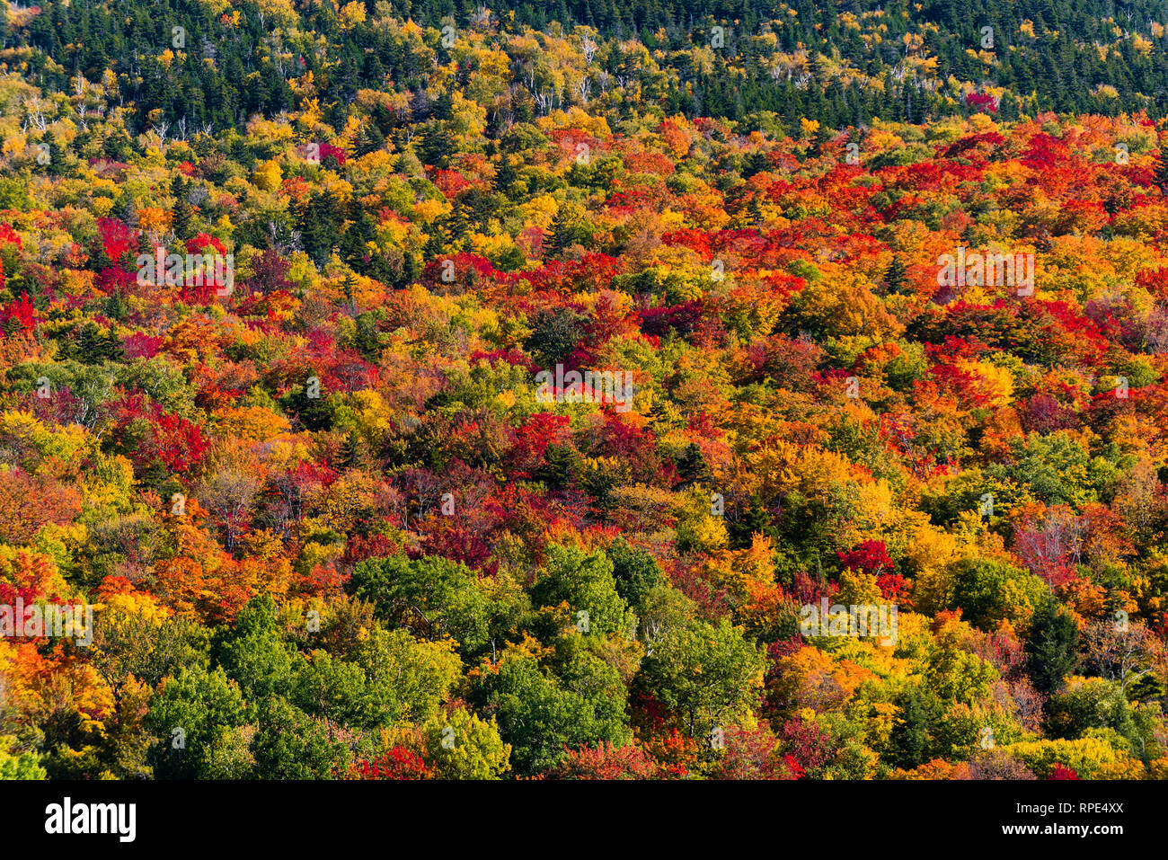 Des couleurs vives vu pendant la haute saison des feuilles à la base de Mt. Washington situé dans les Montagnes Blanches, NH Banque D'Images