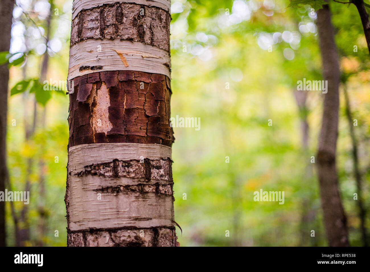 Close up of birch tree au cours de l'automne dans les Montagnes Blanches Banque D'Images