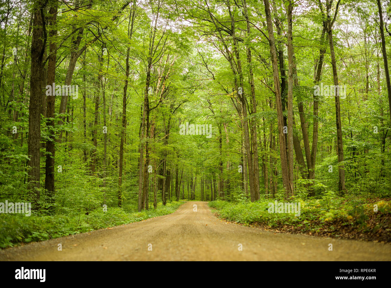 Route de terre dans la forêt nationale d'Allegheny, PA Banque D'Images