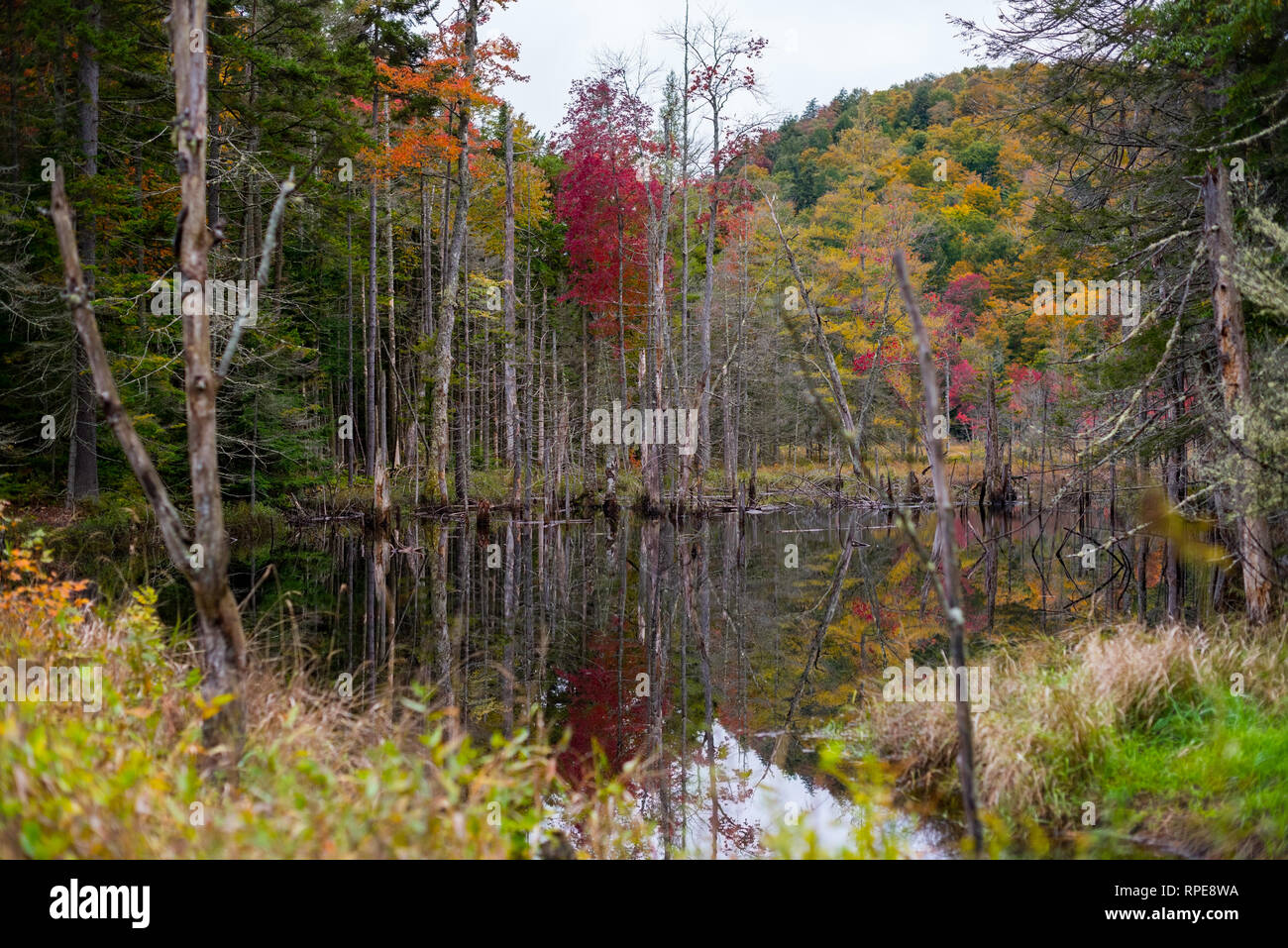 Scène d'étang reflet dans les Montagnes Blanches, NH Banque D'Images