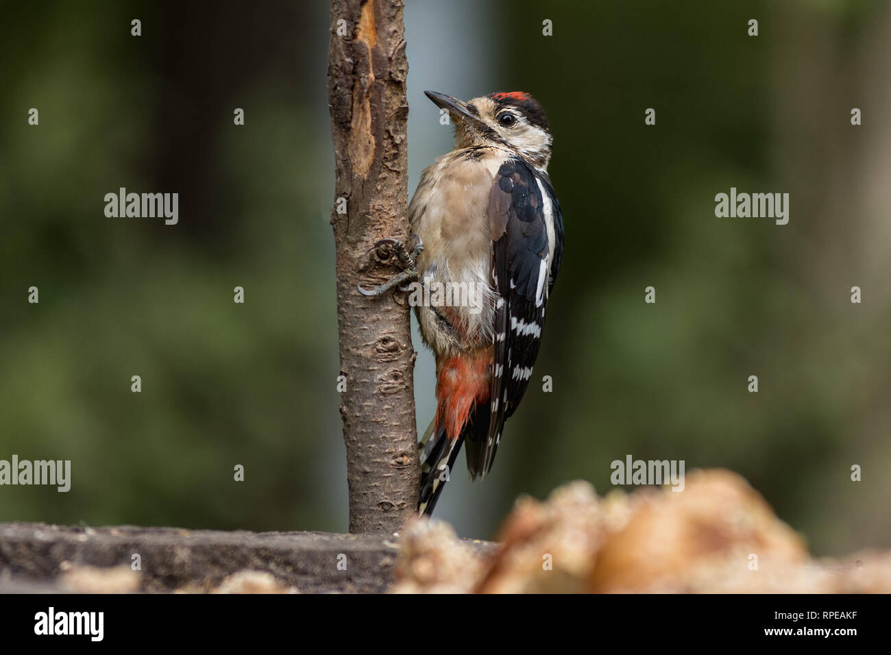 Un pic commun s'accroche à une branche d'arbre. Banque D'Images
