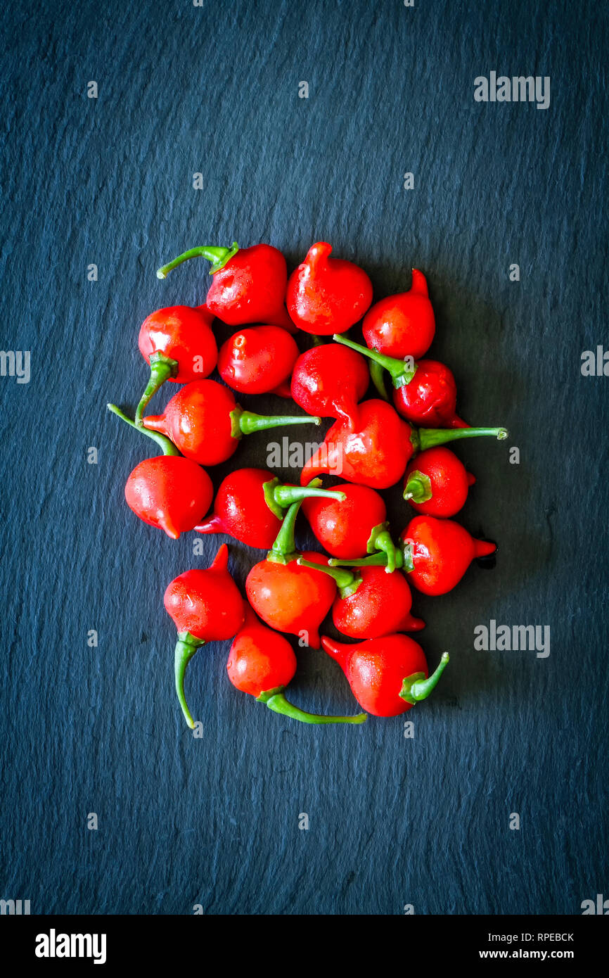 Biquinho rouge piment (Capsicum chinense). Banque D'Images
