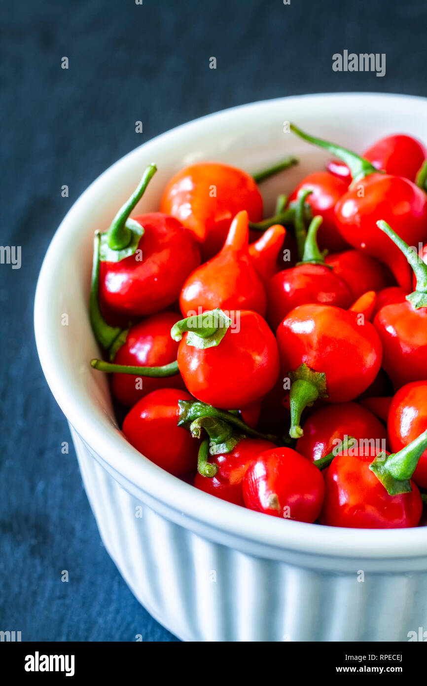 Piments rouges biquinho (Capsicum chinense) dans un bol blanc. Banque D'Images