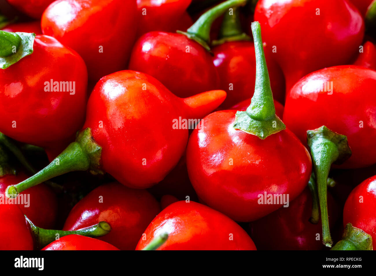 Biquinho rouge piment (Capsicum chinense). Banque D'Images