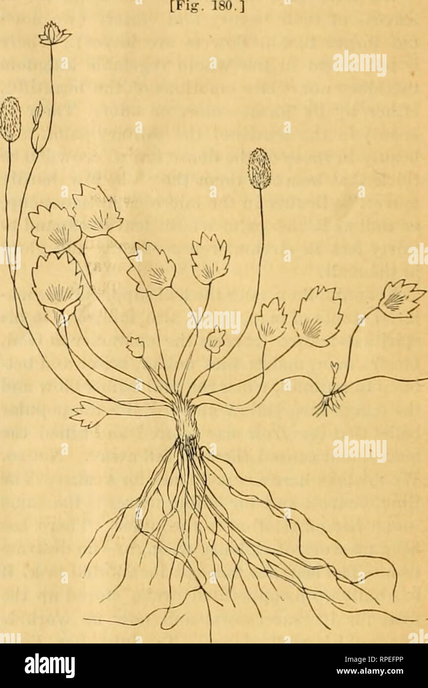 . L'entomologiste américain. L'entomologie. Virginie Ci'ceiici Amijclopsis qutnqucfoUa- (, Jliclix.) La Vigne est l'un des favoris comme un grimpeur sur de vieux arbres, arbustes, murs en pierre, et les églises, à cause de sa croissance rapide, rusticité, gracieuse, d'apparence et de belles feuilles rouges en automne. Sa façon de tenir ferme est digne d'attention. Les vrilles croître comme ceux de la vigne, et s'attachent d'une manière similaire. Mais il est capable de grimper où le raisin ne peut-vers le haut du côté d'un mur de brique ou de pierre, bai-k d'un arbre, ou d'évitement d'une maison. Ce qu'il fait en élargissant la t Banque D'Images