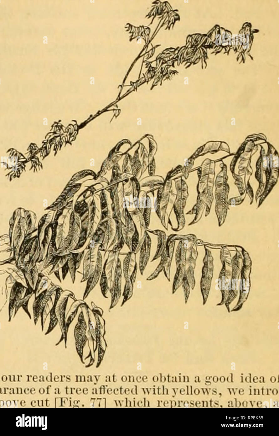 . L'entomologiste américain. L'entomologie. 100 L'entomologiste américain. Ilk,.1 ml  ; il gi'ouiul. M.-Jlicl Cohimhia, iium,-ve le wonns vous avez trouvé à la racine d'un arbre en décomposition, apple sont la larve ; des trois grues baguées (tricittata tly Tipula, disons), une espèce de grande taille nous wliiili liave lired à partir de la larve ; trouvé dans situatiiins similaires. Ymi mcd craignent d'écrou de la difficulté à vous. Tlicv lianllv:ui c/ loiisiilcred bo dommageables. pel ti L Klnrishiiij liirc, canne-s oh votre iid de pouce une ratlier iiiLc grandes espèces de t'U t(. IVdintcii toujours brûler le bois qui lie ces primes, et d'autres oeufs que les Banque D'Images